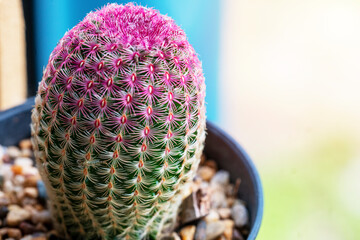 Marco close up Rainbow Hedgehog Cactus or Echinocereus rigidissimus (Engelm.) Rose or Arizona...