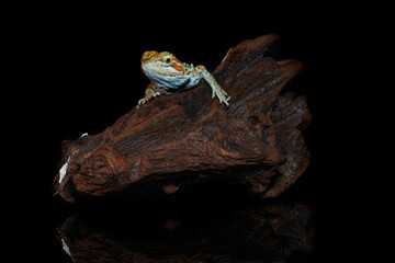 Red leatherback smooth bearded dragon (Pogona vitticeps) australian lizard standing on wood isolated black background with reflections.