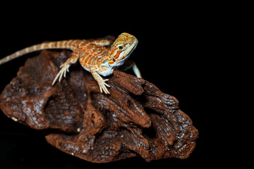 Red leatherback smooth bearded dragon (Pogona vitticeps) australian lizard standing on wood isolated black background .