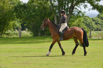 Beautiful bay horse being ridden in english countryside by pretty uyoung woman on a summers day.