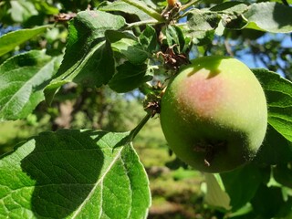 apple on tree