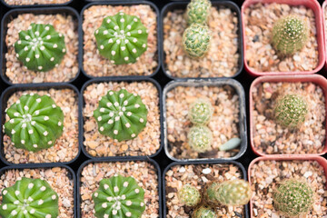 Tiny cactus flower pot on black tay for sale