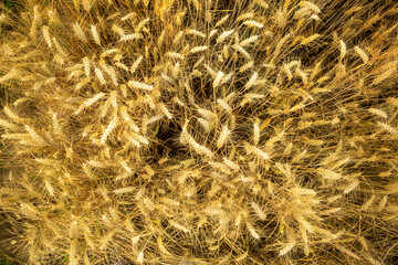 Top view of golden yellow wheat. The wheat is ripe and ready for harvest.