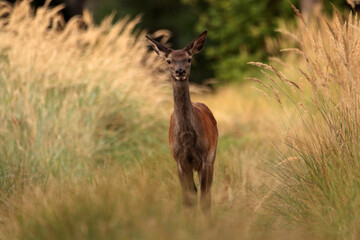 Deer on the road in the woods