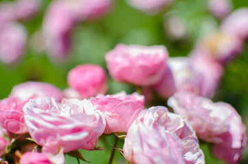 Fototapeta premium Beautiful fresh roses grow outdoors in the summer