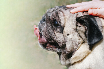 Close-up of a child's hand stroking pug dog. Portrait of a pug dog on outdoors in spring or summer time. Concept of love, friendship and care for pets