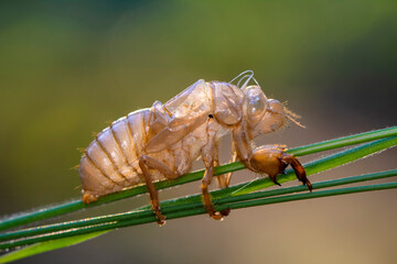 Beautiful nature scene macro cicada molting. Showing of eyes and wing detail.Cicada in the wildlife nature habitat using as background or wallpaper.Cicada insect stick on tree