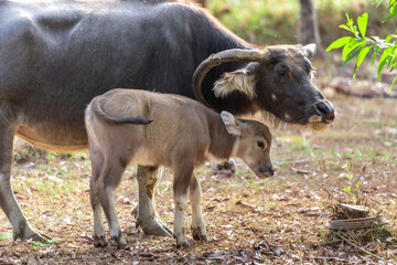 Fototapeta premium Buffalo mother lying on the ground with a little child in the background of the jungle in Thailand