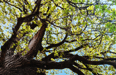 Big green branching tree against clear blue sky in park