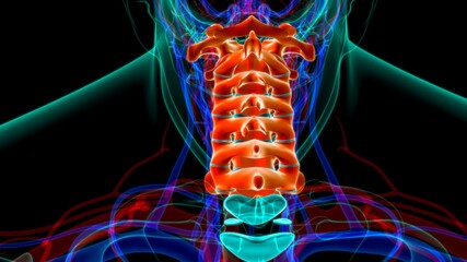 Human Skeleton Vertebral Column Cervical Vertebrae Anatomy 3D Illustration © mybox