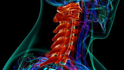 Human Skeleton Vertebral Column Cervical Vertebrae Anatomy 3D Illustration © mybox
