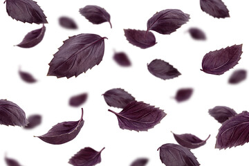 Falling basil, purple, red, violet, isolated on white background, selective focus
