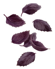 Falling basil, purple, red, violet, isolated on white background, clipping path, full depth of field