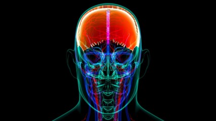 Human Skeleton Skull Parietal Bone Anatomy For Medical Concept © mybox