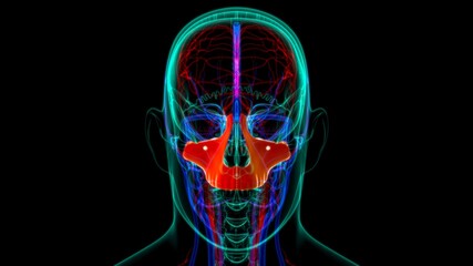 Human Skeleton Skull Maxillal Bone Anatomy For Medical Concept © mybox