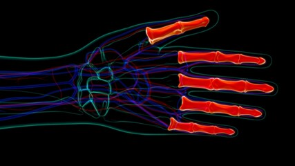 Human Skeleton Hand Phalanges Bone Anatomy For Medical Concept © mybox
