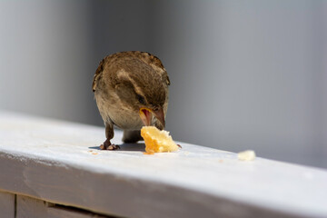 house sparrow in town looking for food.
brown bird eating bread and being portrayed in the foreground