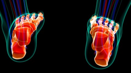 Human Skeleton Foot bones Anatomy For Medical Concept © mybox