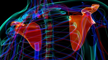 Human skeleton anatomy Scapula Bone 3D Rendering © mybox