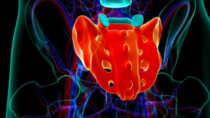 Human skeleton anatomy Sacral Bone 3D Rendering © mybox