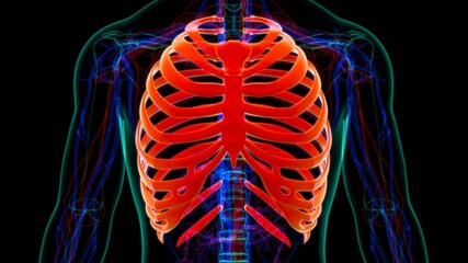Human skeleton anatomy Rib Cage 3D Rendering © mybox