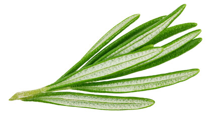 rosemary isolated on white background, clipping path, full depth of field