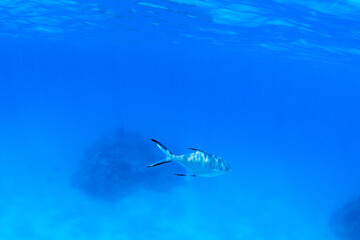 Fototapeta na wymiar 青い海を泳ぐ魚