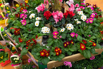 MINSK, BELARUS - April 01, 2020: flower shop with beautiful flowers in pots