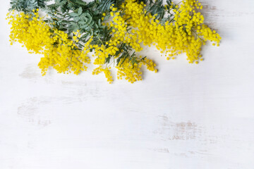 Beautiful Australian native yellow wattle/acacia flowers, frame the composition space from above, on a white rustic background. Know as Acacia baileyana or Cootamundra wattle. - obrazy, fototapety, plakaty