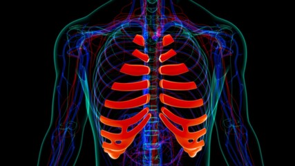 Human skeleton anatomy Costal Cartilage 3D Rendering © mybox