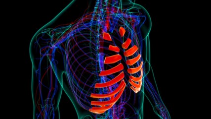 Human skeleton anatomy Costal Cartilage 3D Rendering © mybox