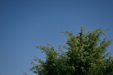 Landscape of a bush on a clear day.