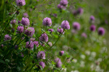 Close up wild red clover, Trifolium pratense, a perennial and common in Europe especially in natural meadows, fallow land and extensively managed meadows
