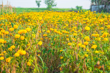 Fototapeta premium Yellow flowers in a meadow natural summer