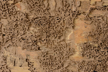 closeup background and texture of nest termite at wooden wall