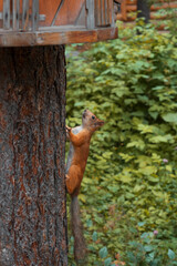 squirrel in the forest