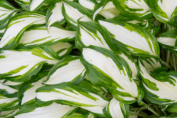 Naklejka na ściany i meble Plantain lilies, Hosta plant in the garden. Close-up green and white leaves, background.