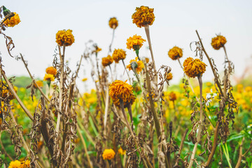 Fototapeta premium The flowers wilted over time