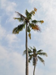 Fototapeta na wymiar Beautiful coconut palm tree on blue sky background. Palm tree on summer