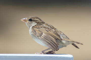 house sparrow in town looking for food.
brown bird eating bread and being portrayed in the foreground