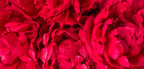 Beautiful red peonies. Close-up photo. Perfect banner