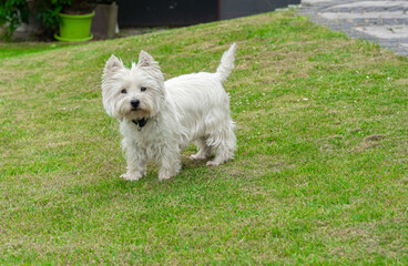 West Highland White Terrier in the garden