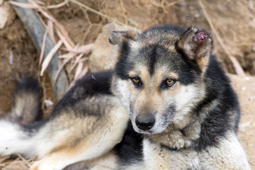 Injured shepherd breed dog lying outdoor with the edge of its ear bitten by flies
