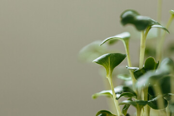Close-up of young green sprouts of micro greens