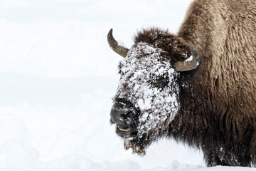 American Bison - female with ice covered face