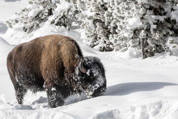 American Bison bull grazing