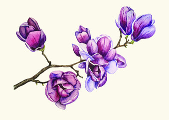 Branch with magnolia flowers, macro botany, watercolor in vector