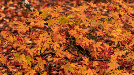 orange leaves