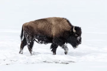 Foto op Canvas American Bison in the snow © David