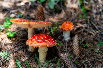 Amanita muscaria mushroom, commonly known as the fly agaric or fly amanita